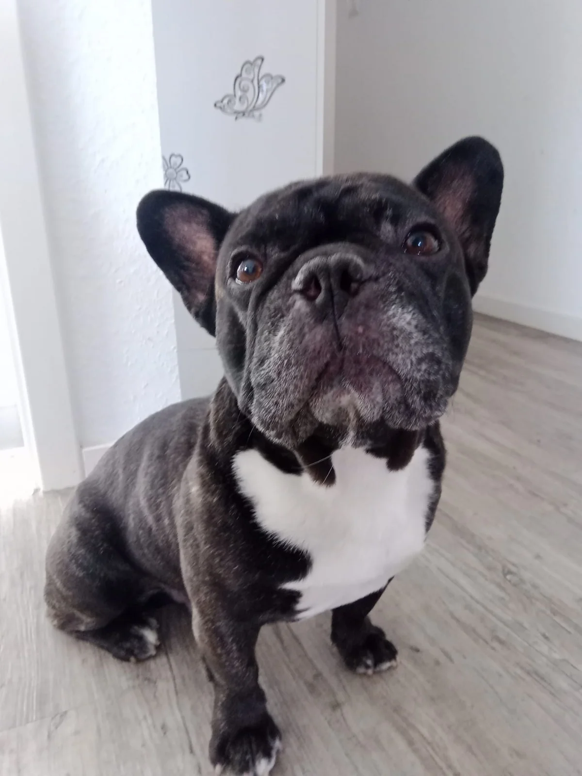 Tierschutzorganisation Arche 90 e.V. - Sammy, dunkel gestromte Französische Bulldogge mit weißem Brustfleck